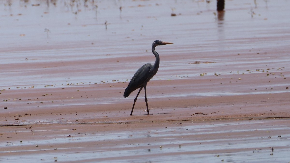 Humblot's Heron - ML646832943