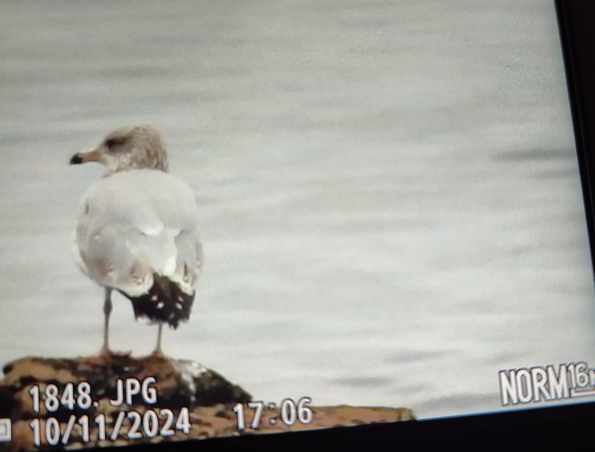 Silbermöwe - ML646832944