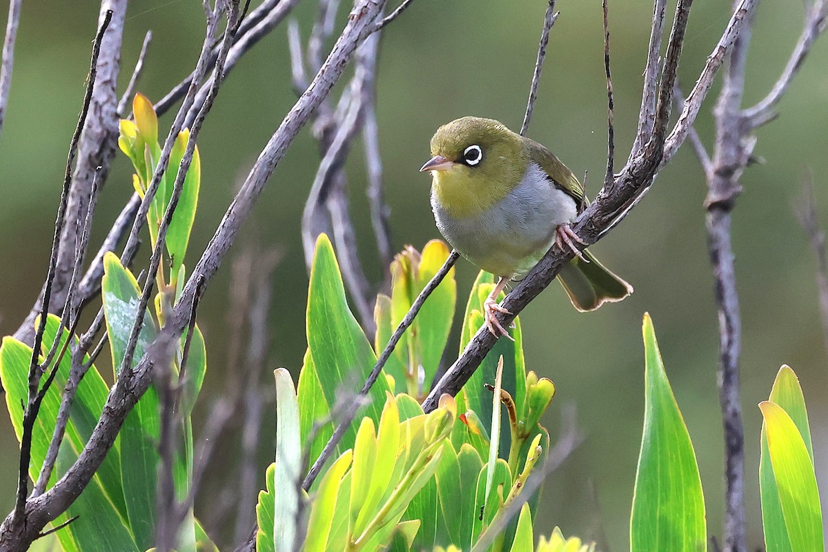 Silvereye - ML646832945
