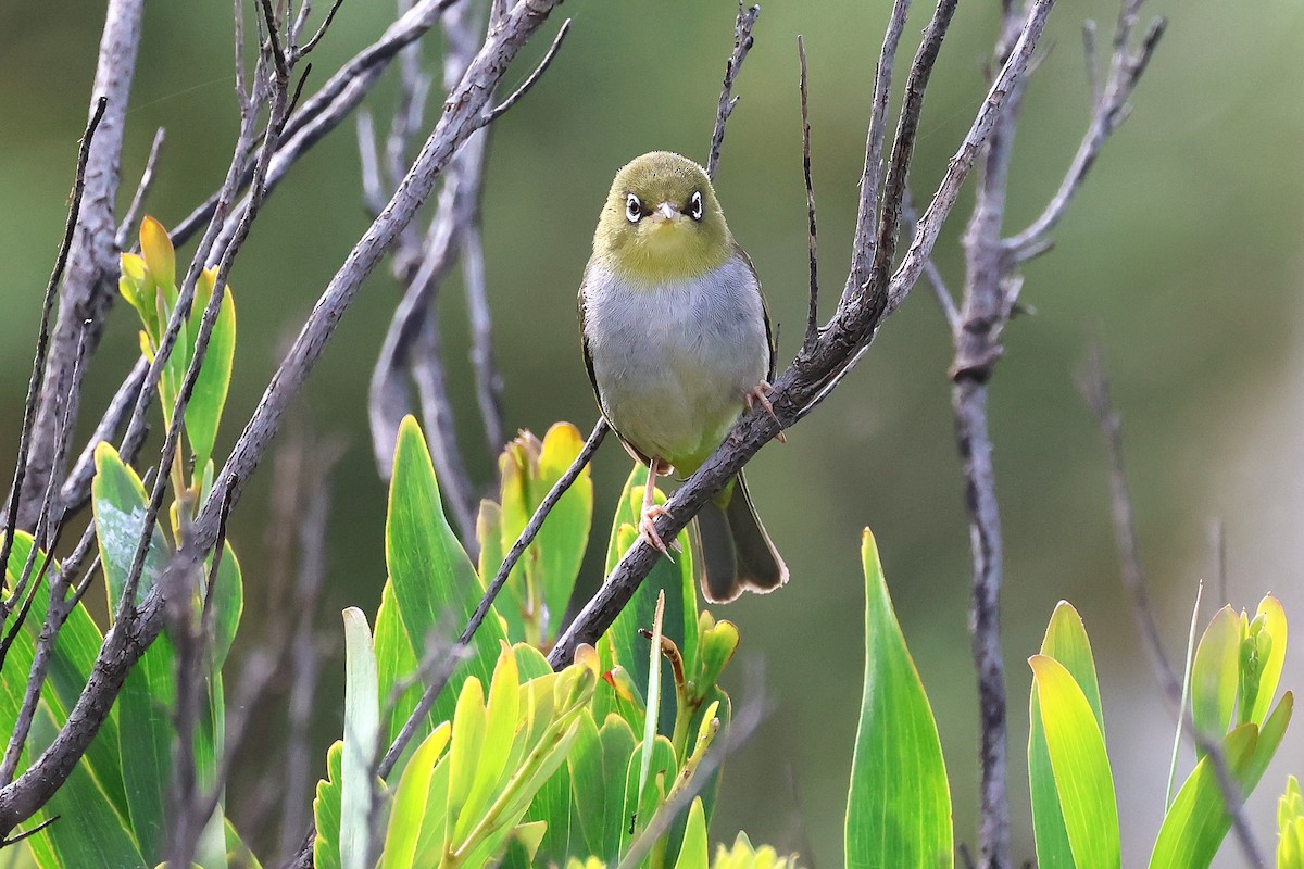Silvereye - ML646832946