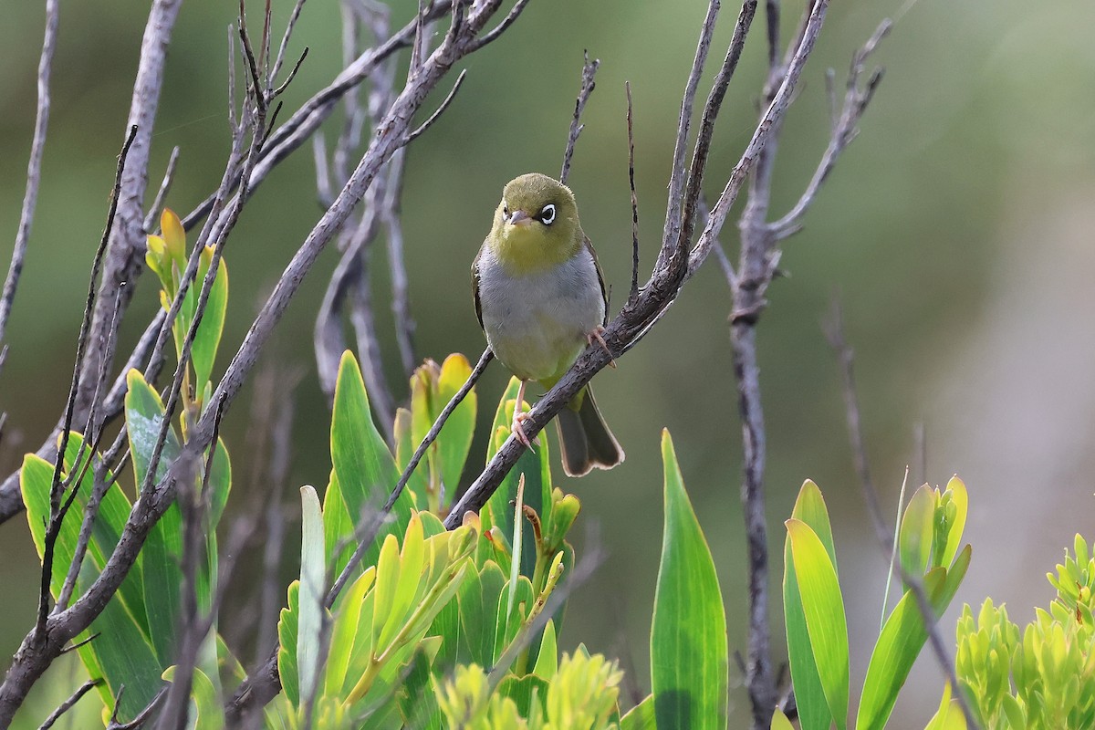 Silvereye - ML646832947