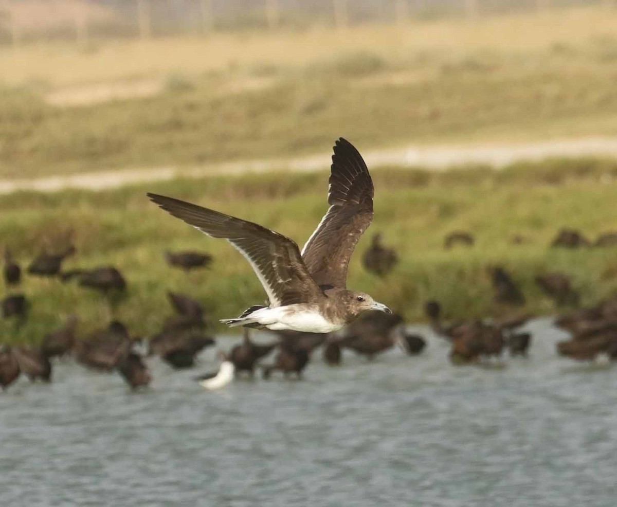 ススケカモメ - ML646832948