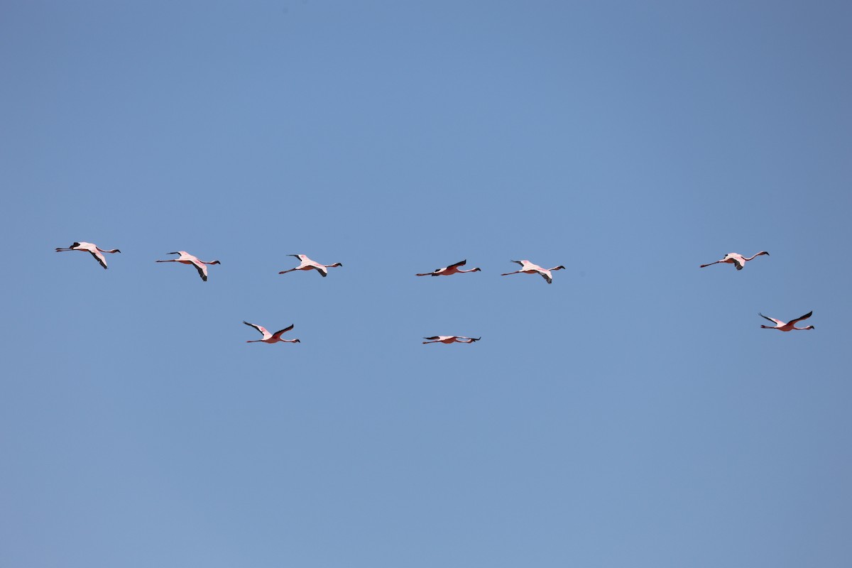 Zwergflamingo - ML646832951