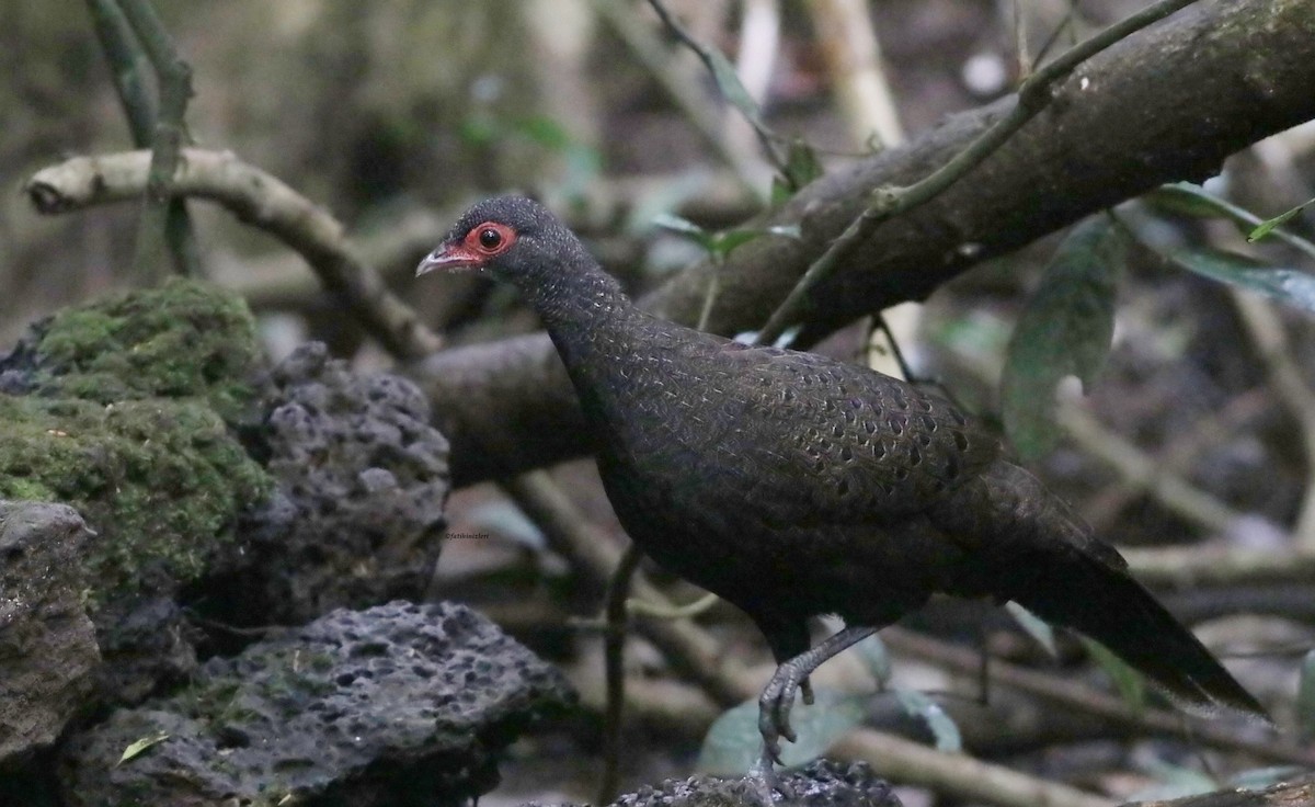 Küçük Tavus Sülünü - ML646832952