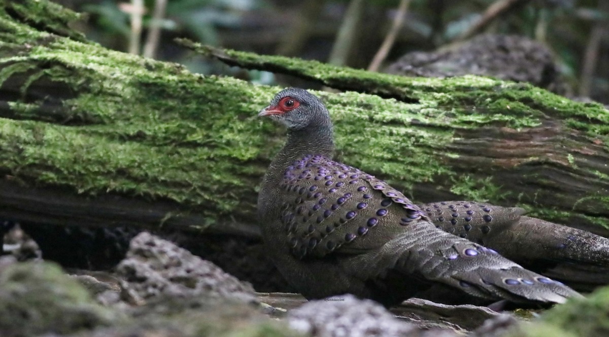 Küçük Tavus Sülünü - ML646832955