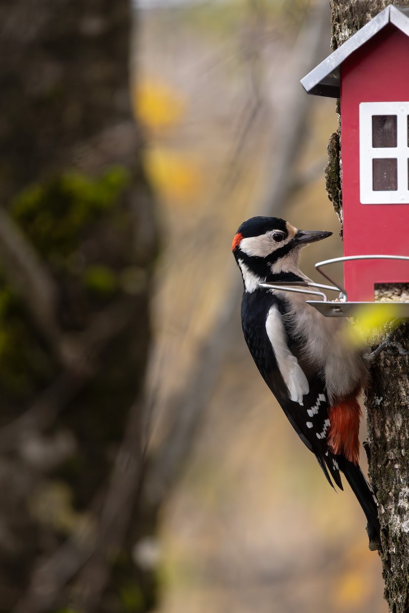 strakapoud velký - ML646832968