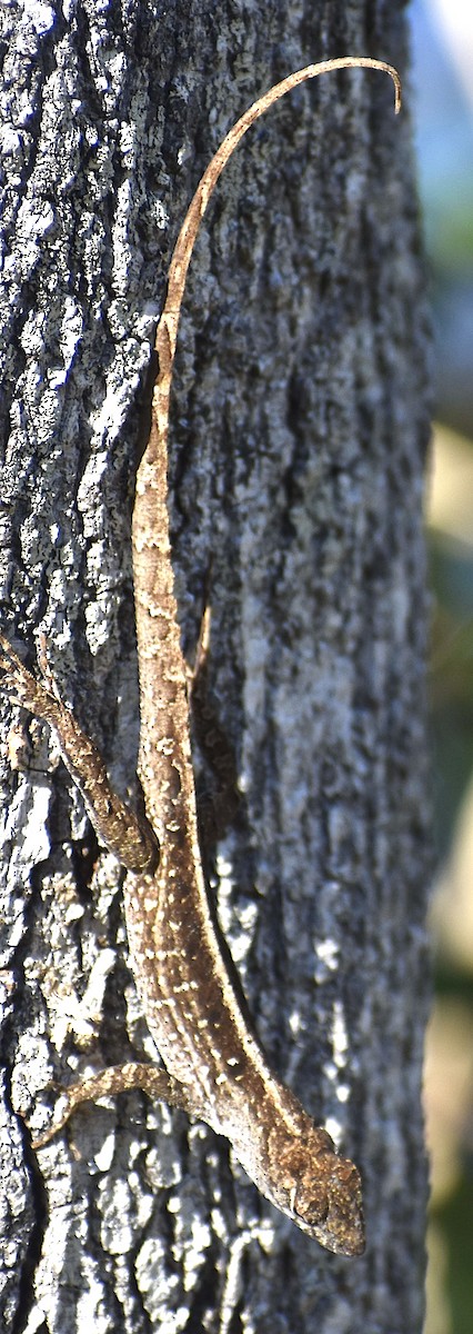 Amfibiler - ML646832970