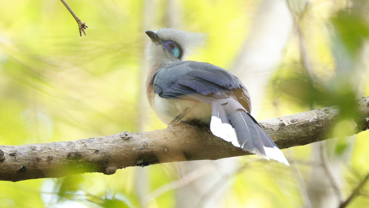 toppkoa - ML646832971