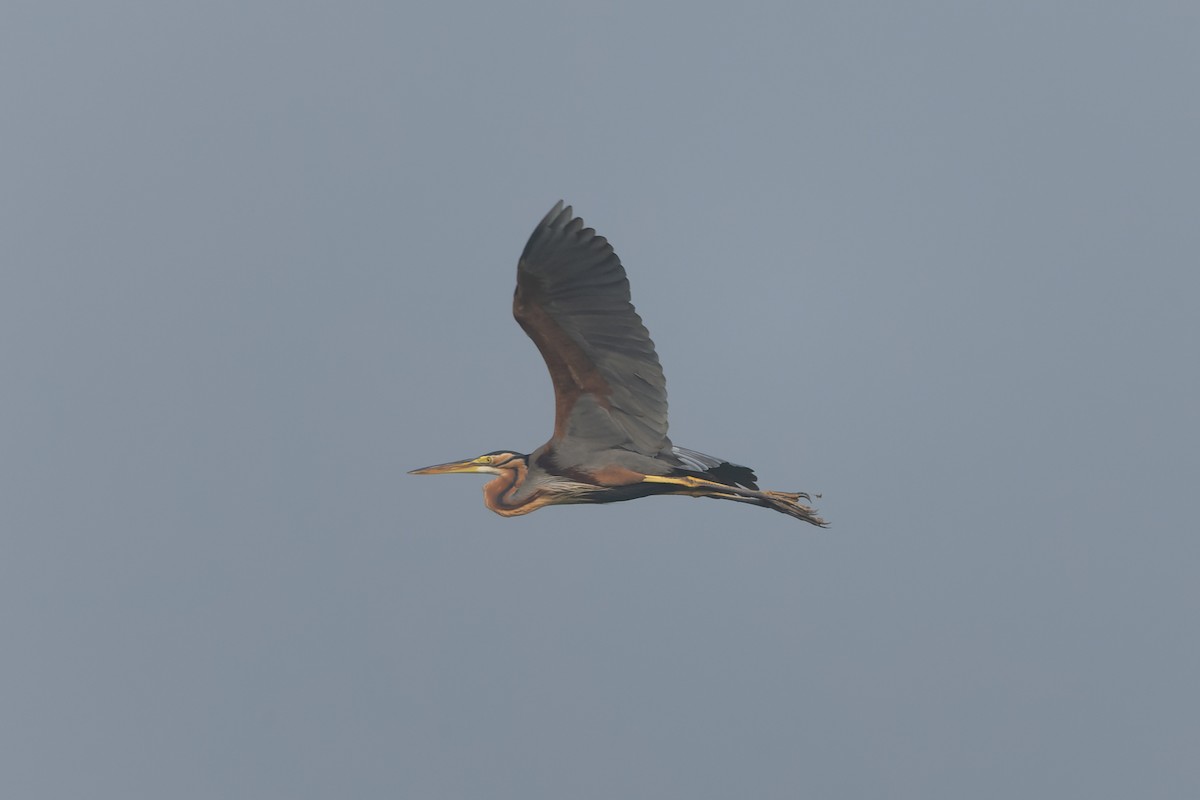 Purple Heron - ML646832972