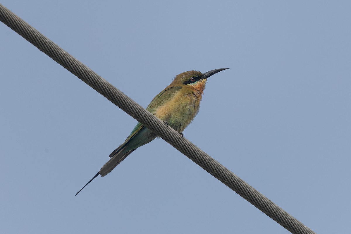 Синехвостая щурка - ML646832973