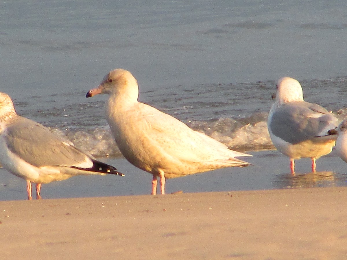 Бургомистр - ML646832974