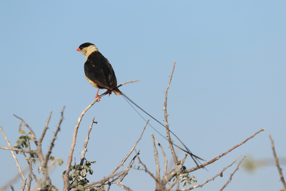 ミカドスズメ - ML646832975