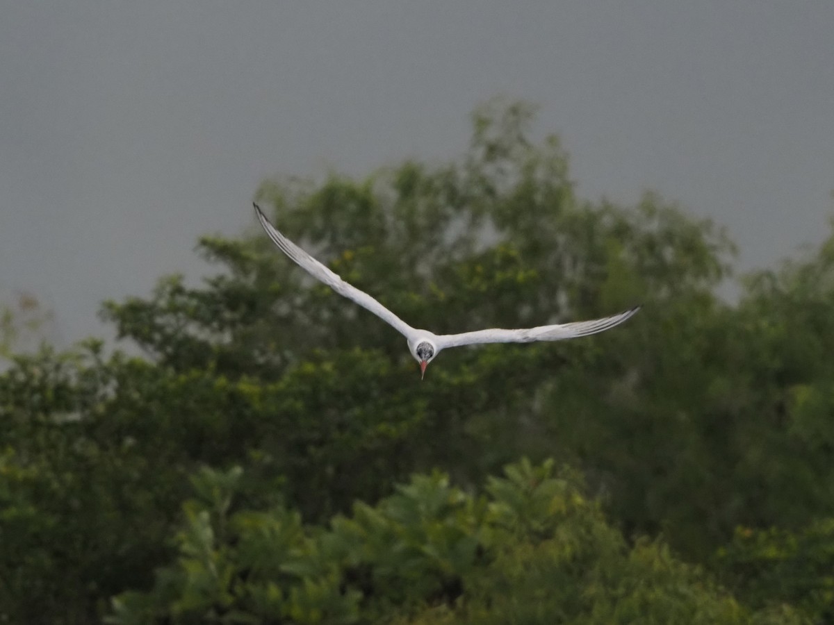 Raubseeschwalbe - ML646832978