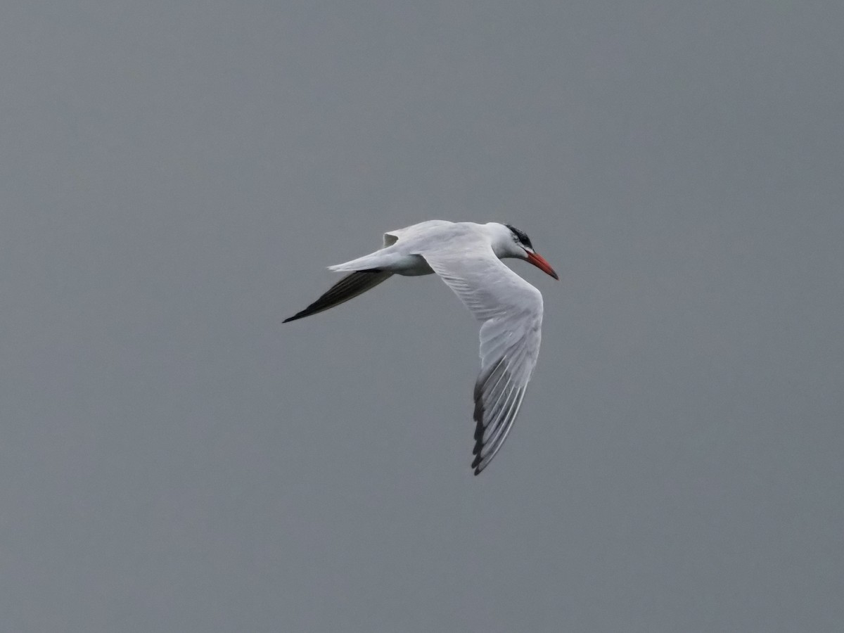 Raubseeschwalbe - ML646832979