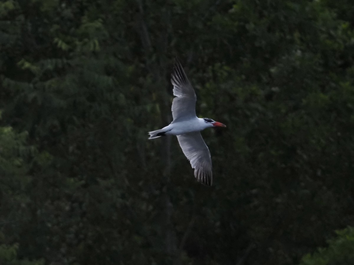 Raubseeschwalbe - ML646832981