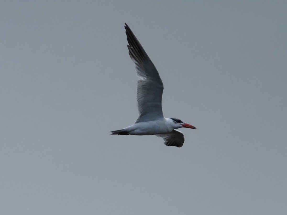 Raubseeschwalbe - ML646832982