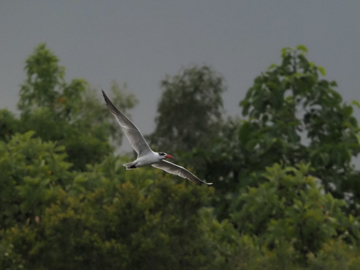 Raubseeschwalbe - ML646832983