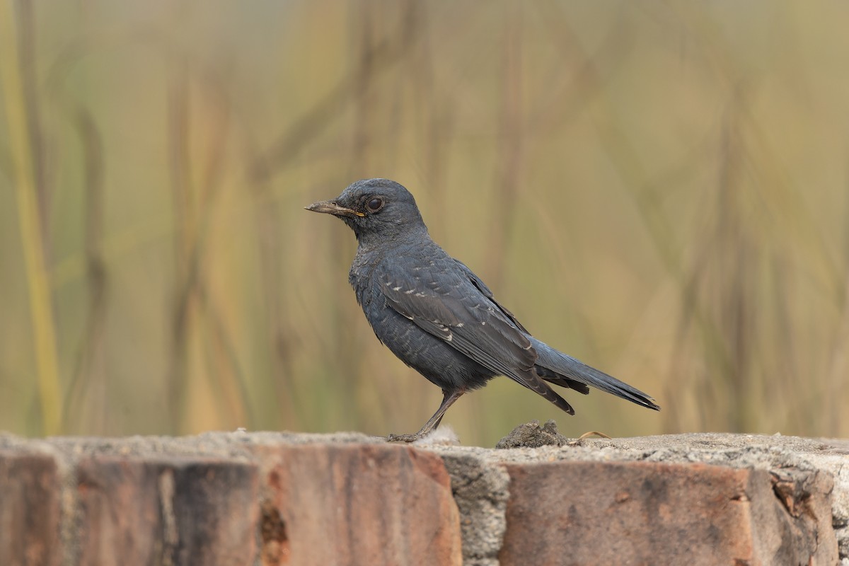 Blue Rock-Thrush - ML646832985