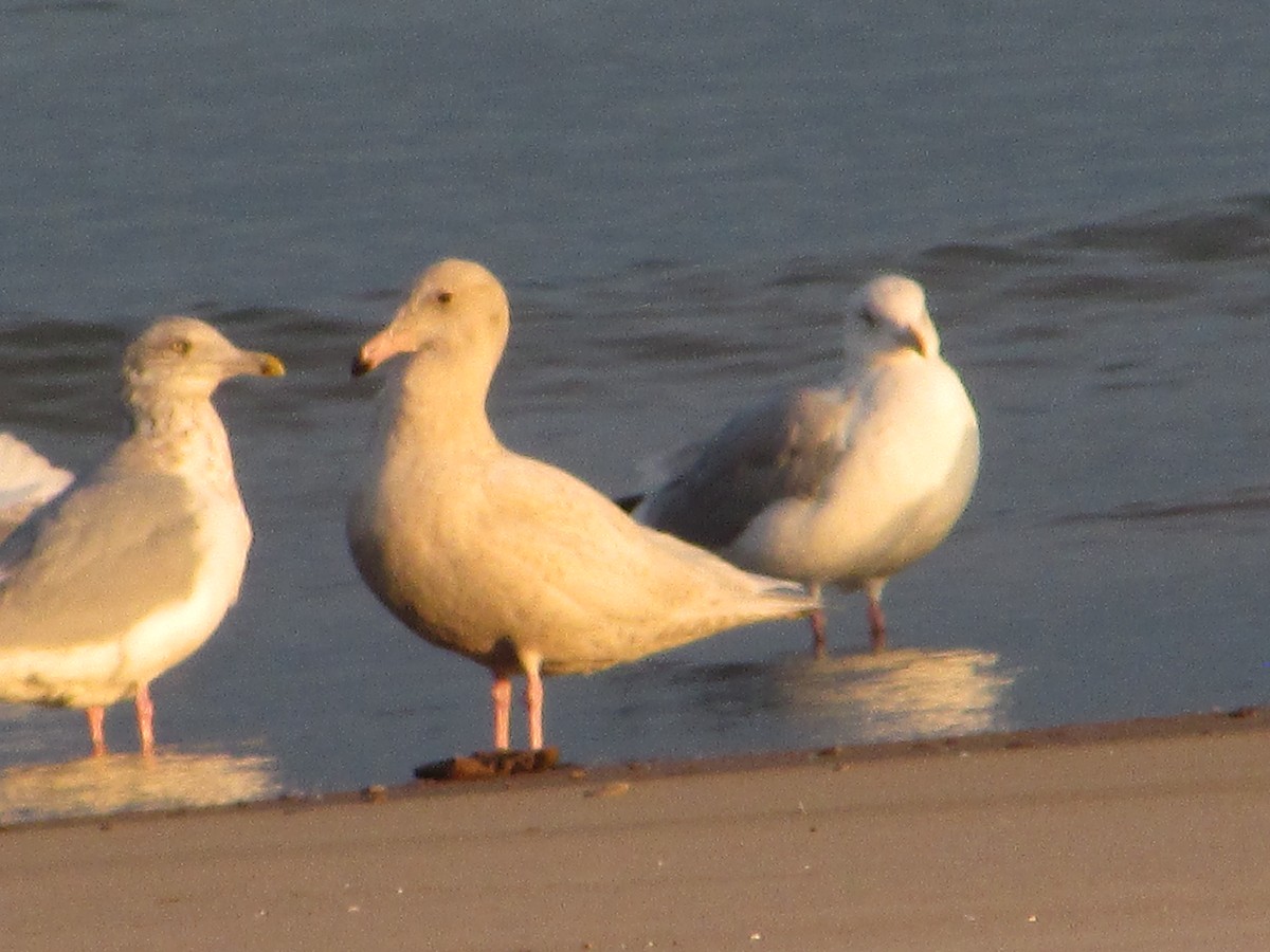 Бургомистр - ML646832988