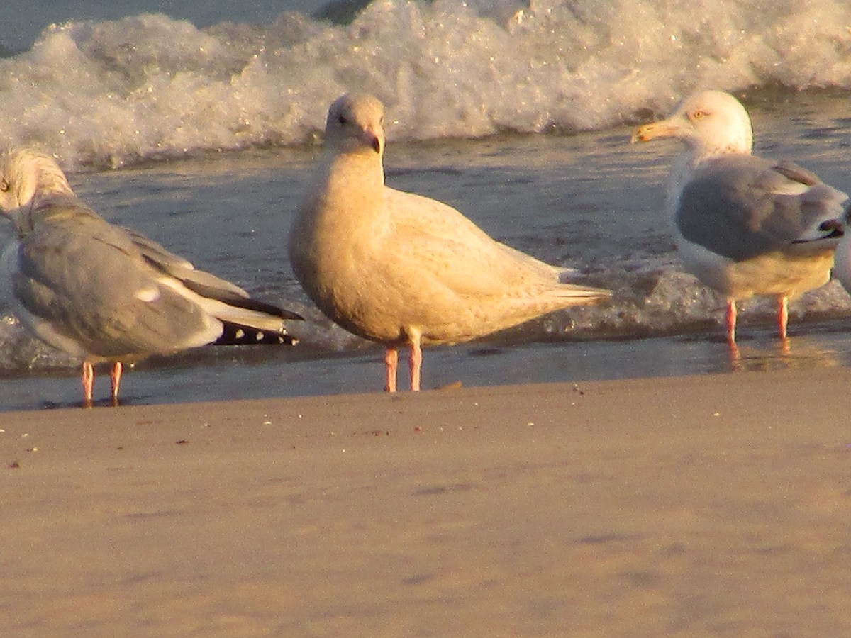 Бургомистр - ML646832989