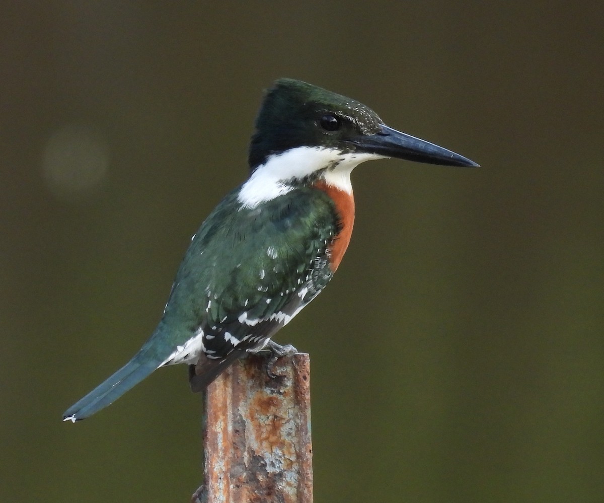 ミドリヤマセミ - ML646832993