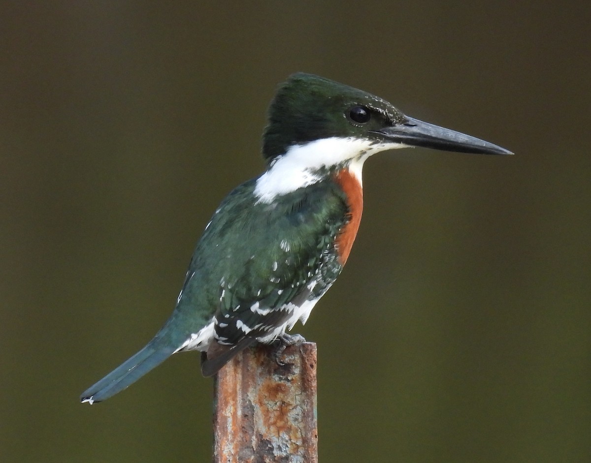 ミドリヤマセミ - ML646832994