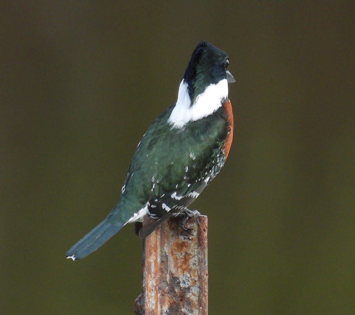 ミドリヤマセミ - ML646832995