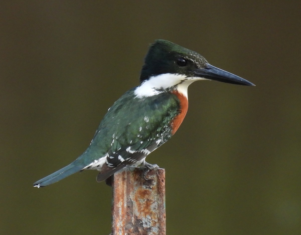 ミドリヤマセミ - ML646832996