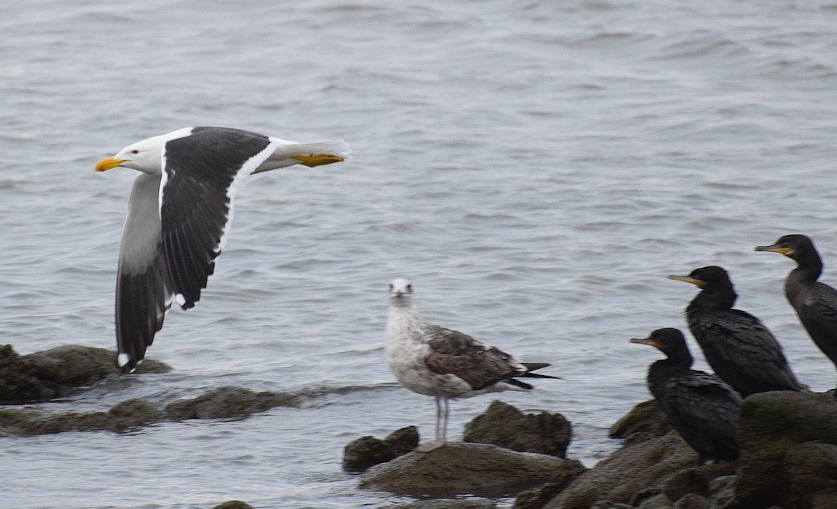 Kelp Gull - ML646832999