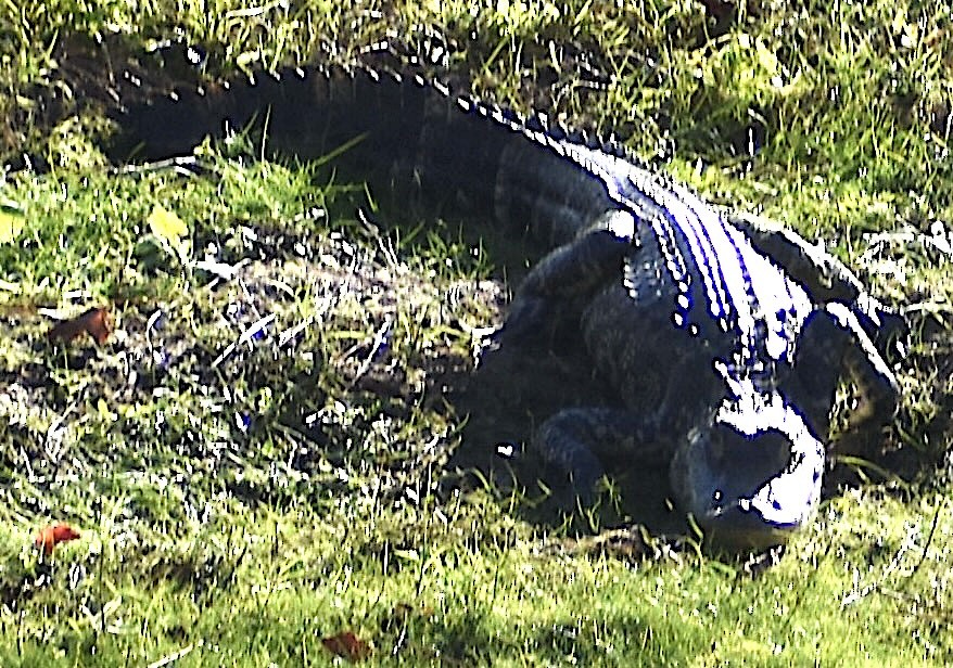 Sürüngenler - ML646833000