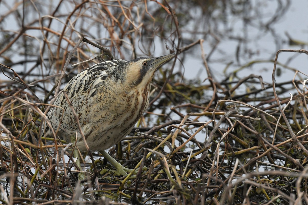 Eurasian Bittern - ML646833001