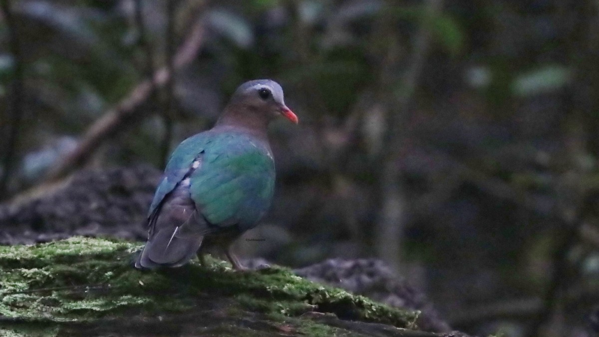 Zümrütkanat Kumru - ML646833004