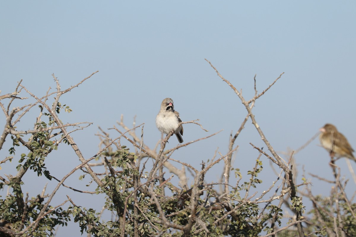 Scaly Weaver - ML646833005