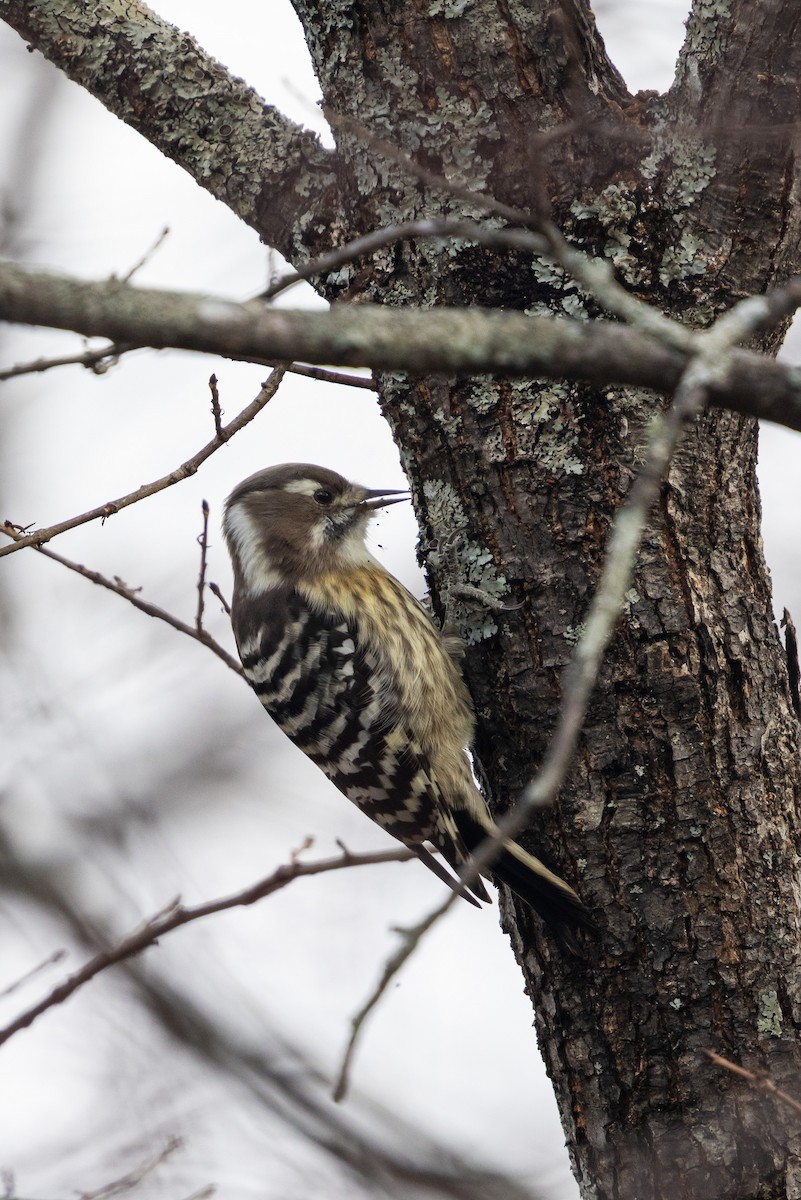 Japanese Pygmy Woodpecker - ML646833007