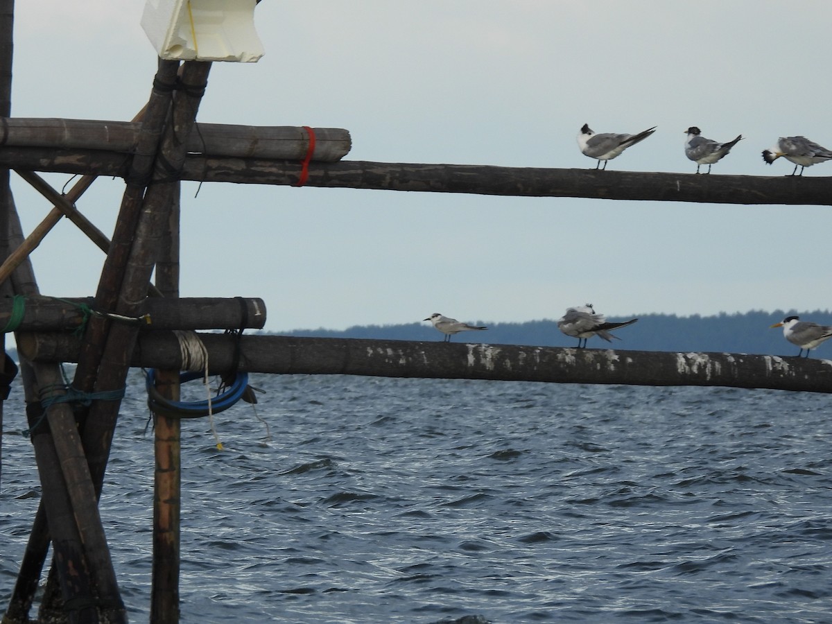 Guifette moustac - ML646833008