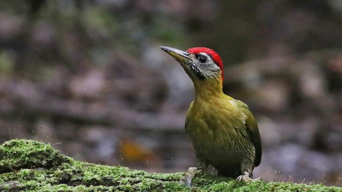 Karnı Çizgili Ağaçkakan - ML646833011