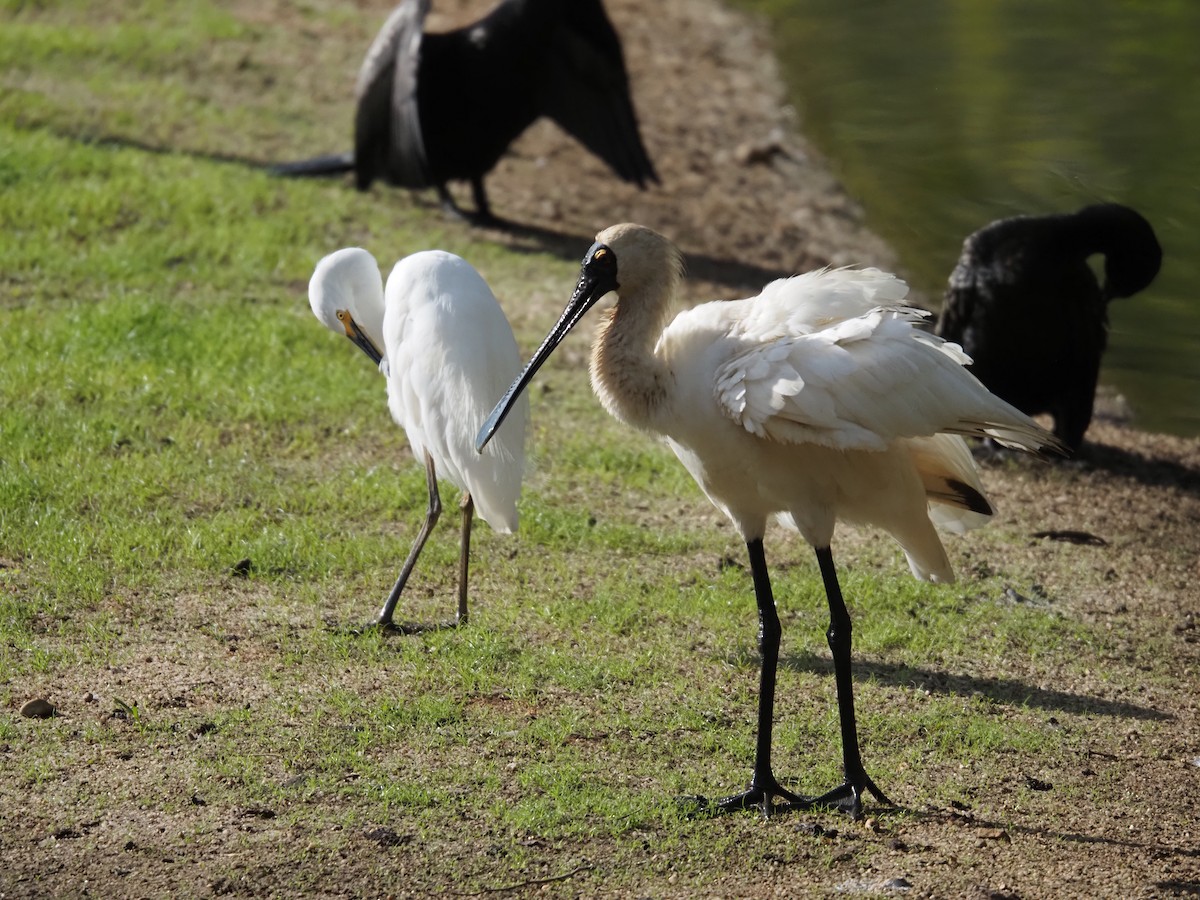 Königslöffler - ML646833012