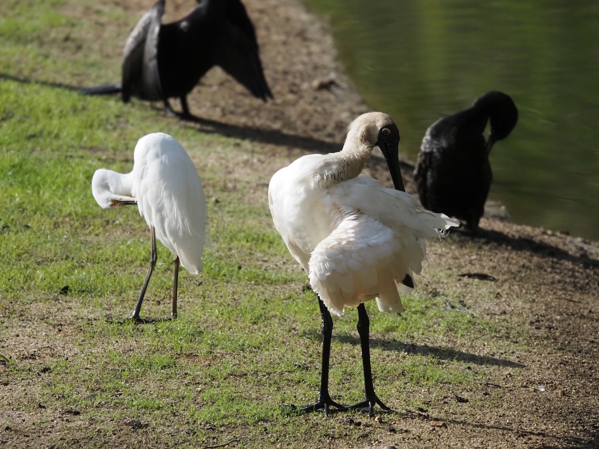 Königslöffler - ML646833013