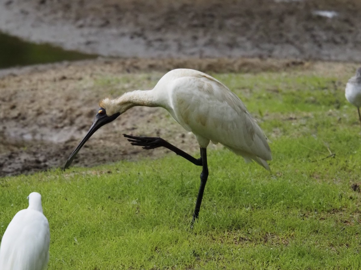 Königslöffler - ML646833014