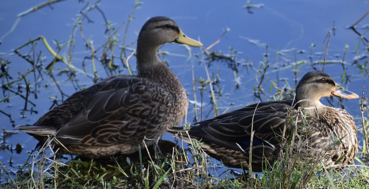 Mottled Duck - ML646833015