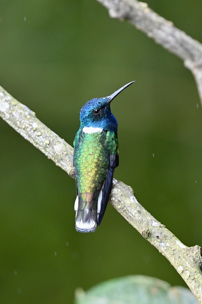 White-necked Jacobin - ML646833024