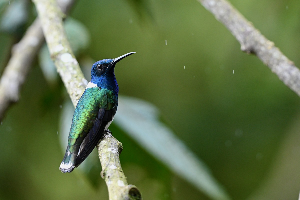 White-necked Jacobin - ML646833025