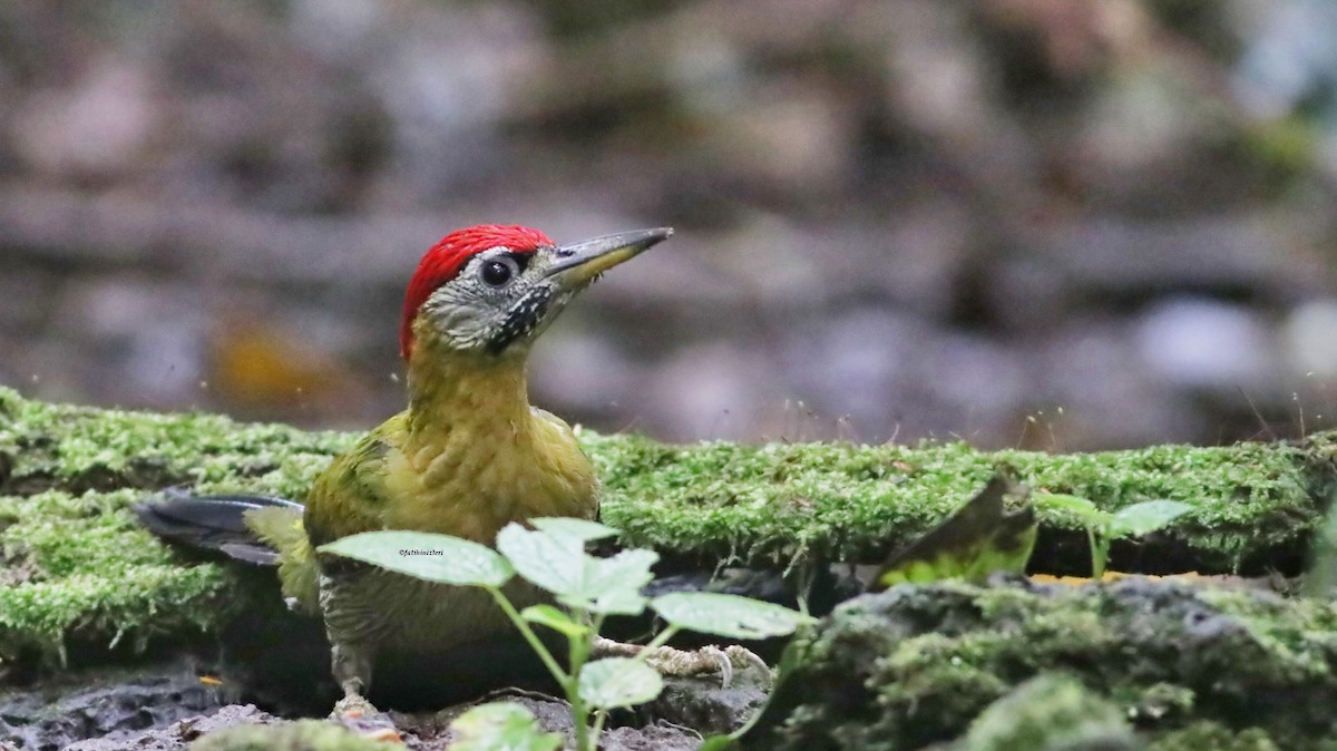 Karnı Çizgili Ağaçkakan - ML646833026