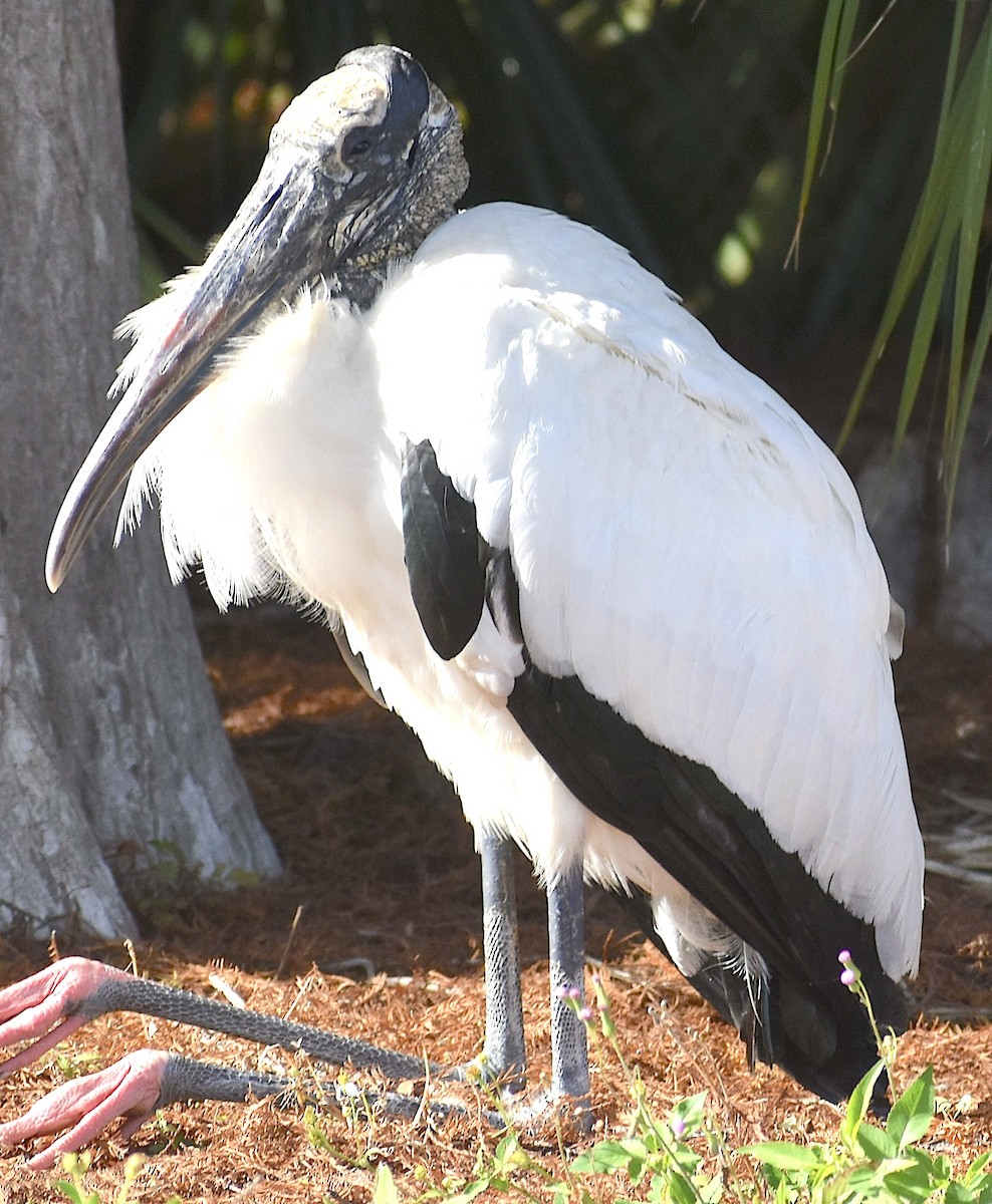 Kara Boyunlu Orman Leyleği - ML646833027