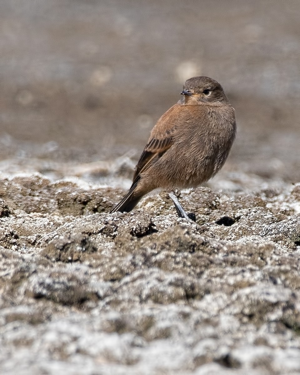 Andean Negrito - ML646833029