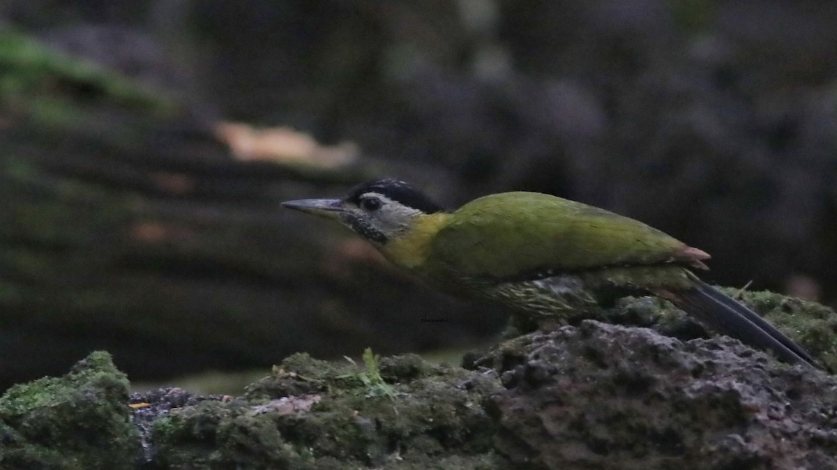 Karnı Çizgili Ağaçkakan - ML646833030