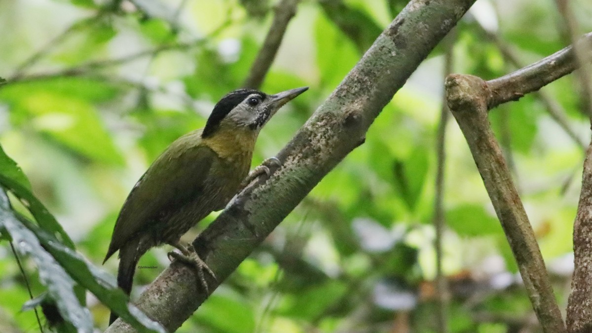 Karnı Çizgili Ağaçkakan - ML646833032