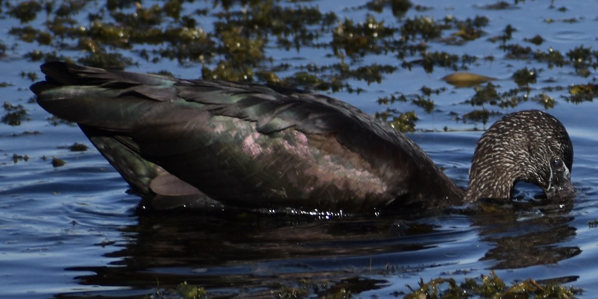 Çeltikçi - ML646833034