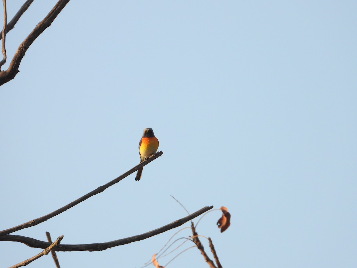 Zwergmennigvogel - ML646833035