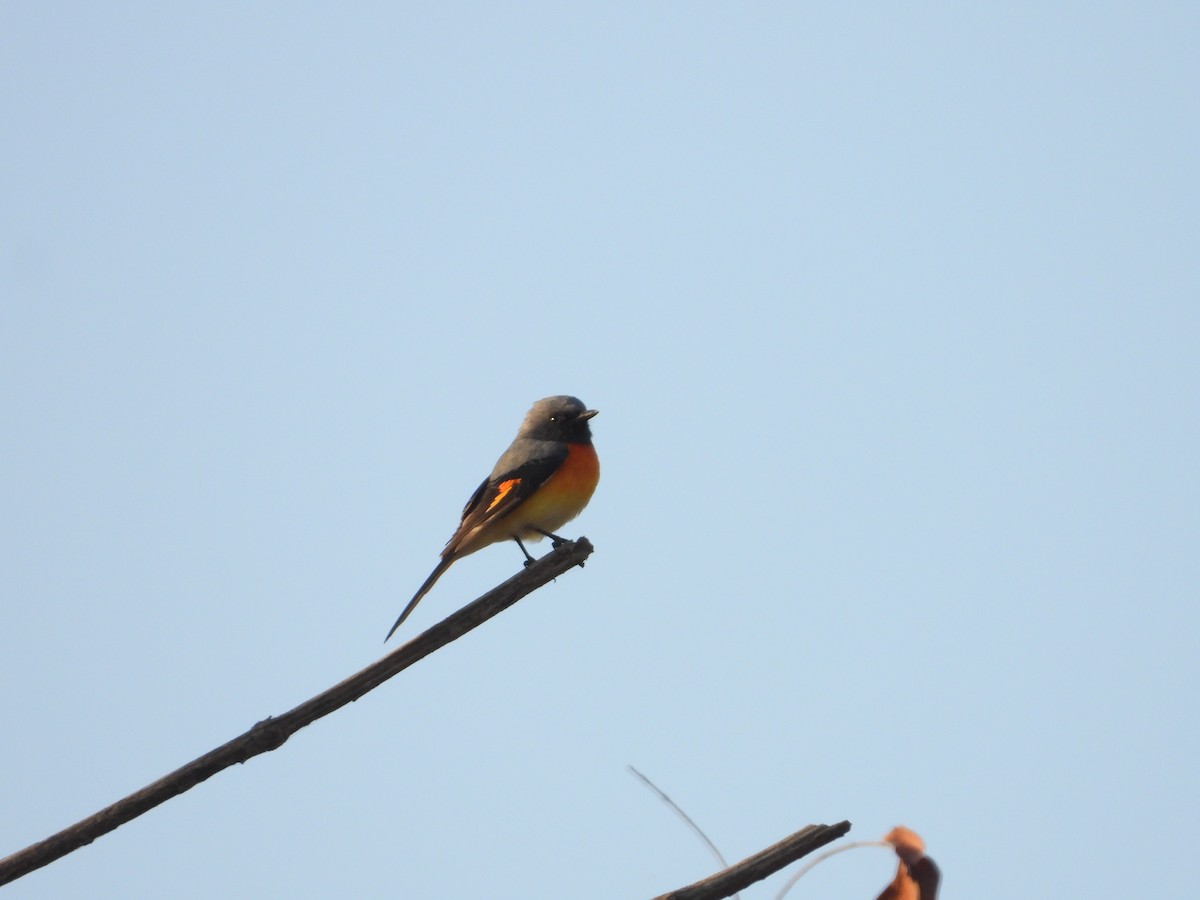 Zwergmennigvogel - ML646833036